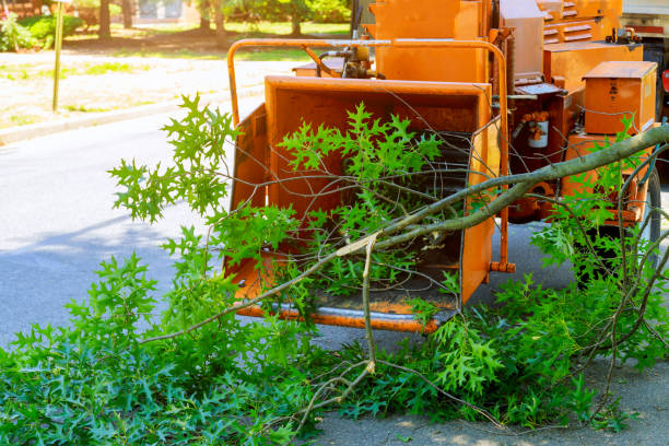 Best Tree Pruning Services  in Grosse Pointe Park, MI